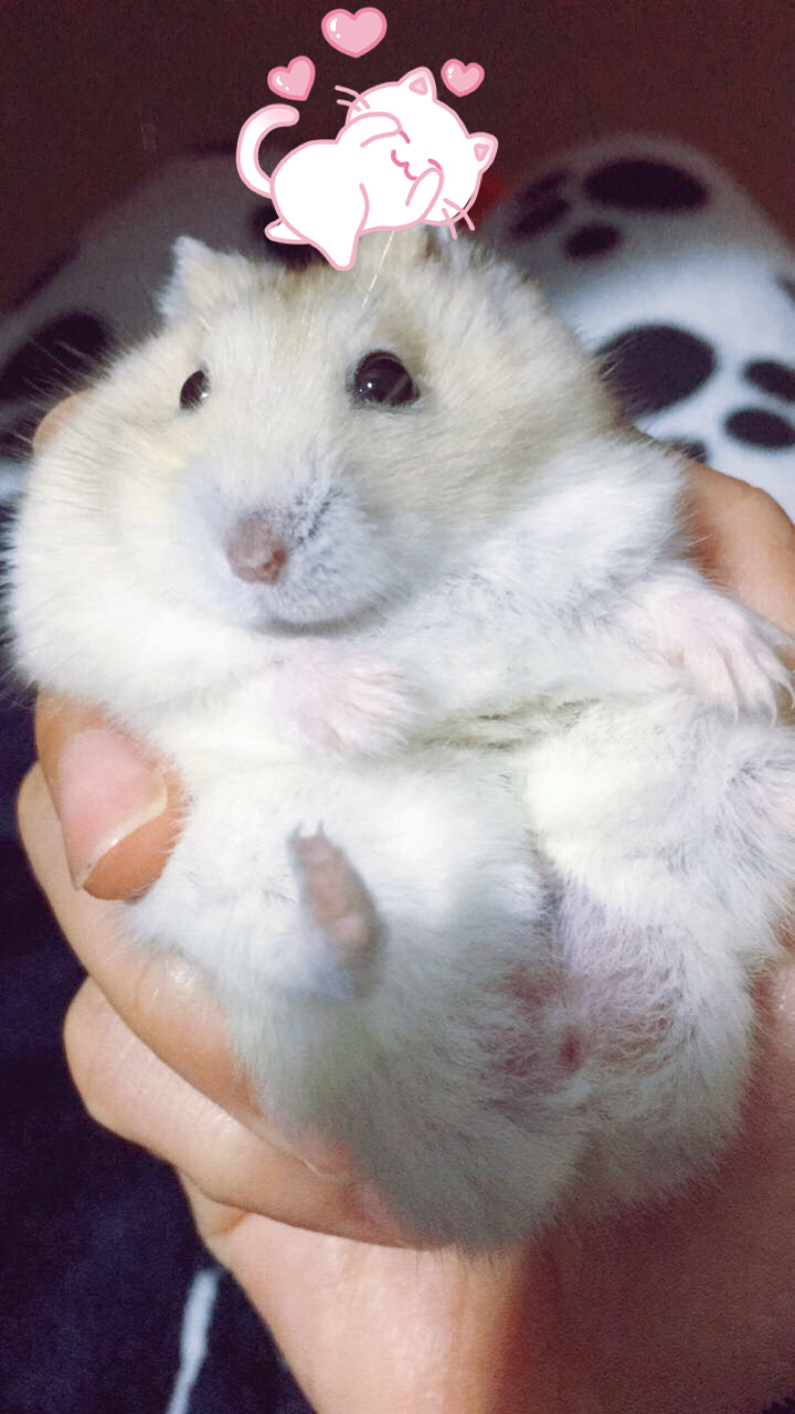 小仓鼠怕怪物,仓鼠怕什么音乐