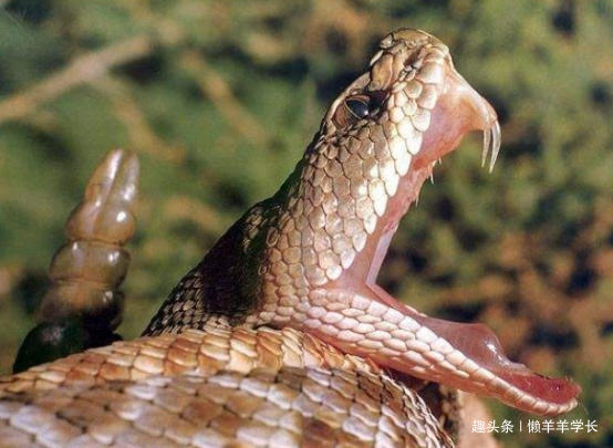 五种杀不死的动物,四大杀人不死的动物