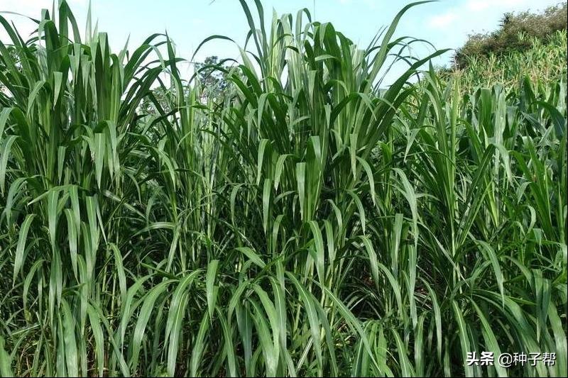 高产牧草养殖技术视频,牧草茎节栽培技术