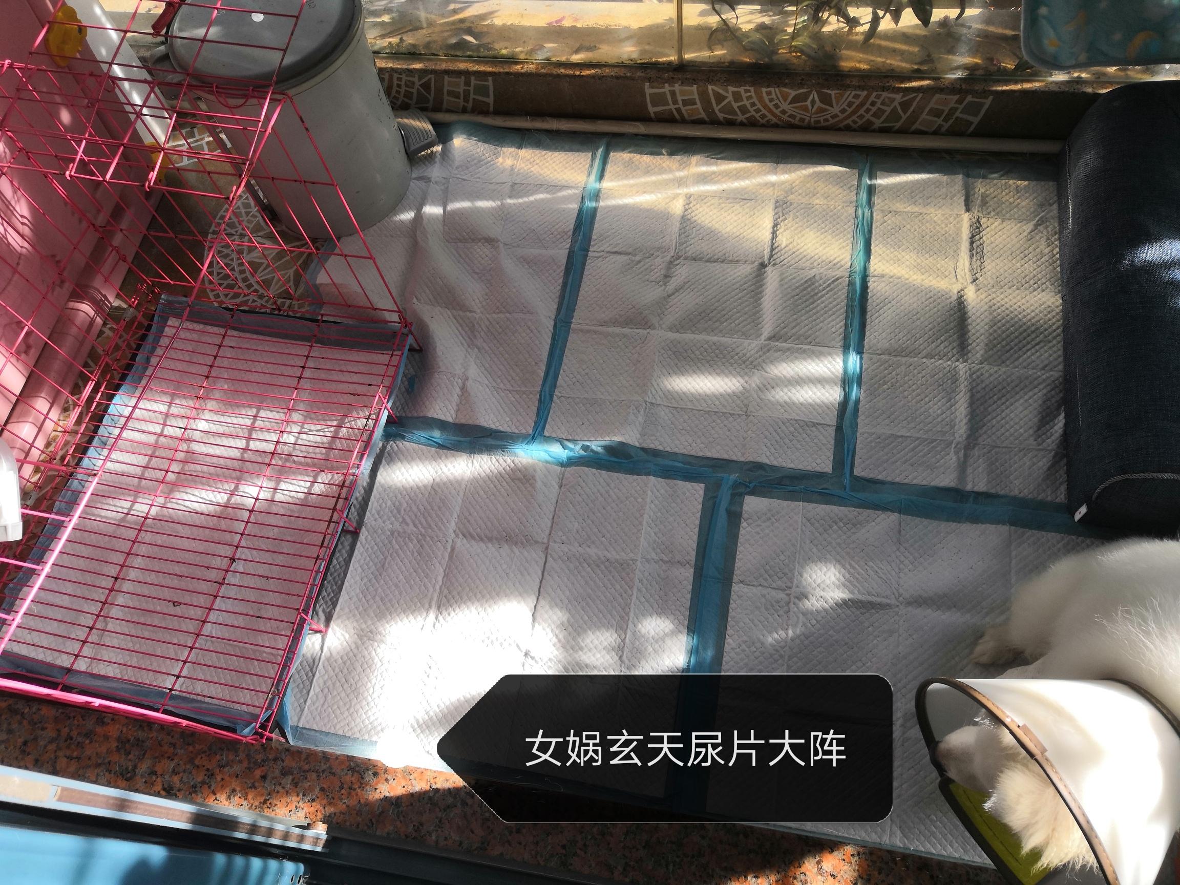 遛狗大爷传授养狗实用技巧,科学养狗狗攻略