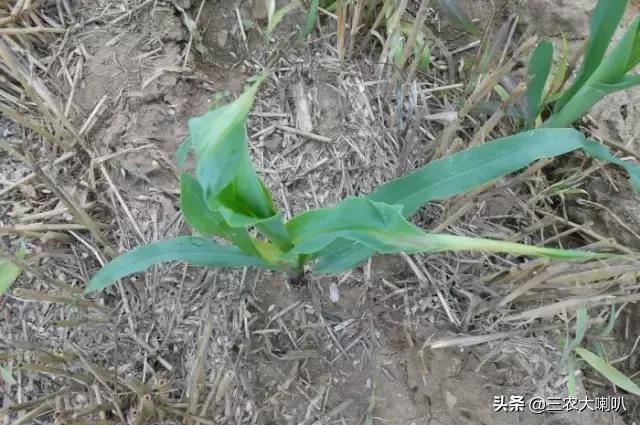玉米苗后除草剂药害下雨会减轻吗,玉米除草剂对豆角的药害怎么解除