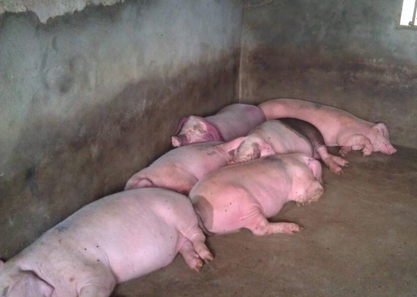 猪感冒了流鼻涕打喷嚏喂点什么药,猪感冒流鼻涕鼻塞用嘴呼吸怎么办