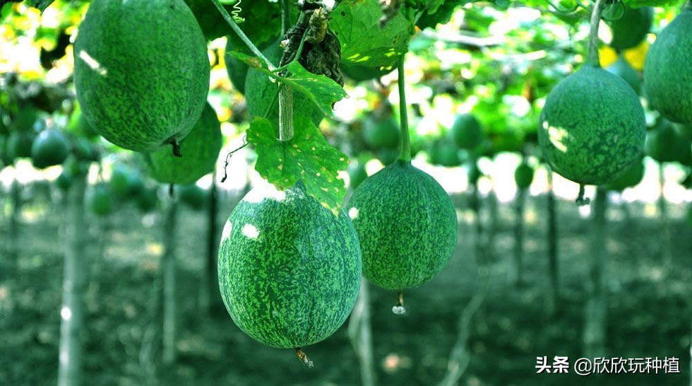 种瓜蒌是骗局吗,种瓜蒌好种吗