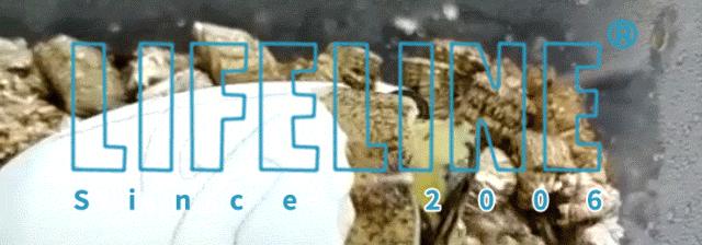 东部锦龟智商排名,红腹东部锦龟