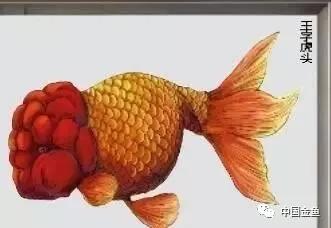 西安哪里有野生金鱼,消失的金鱼品种