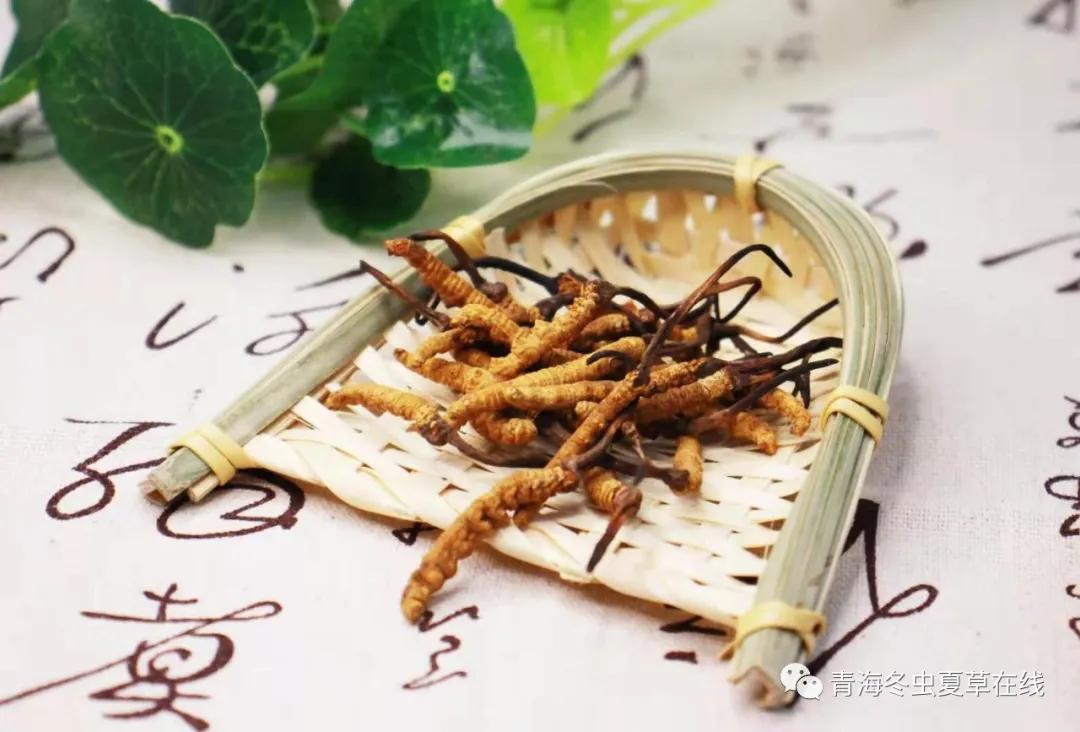 冬虫夏草价目表,冬虫夏草研究数据