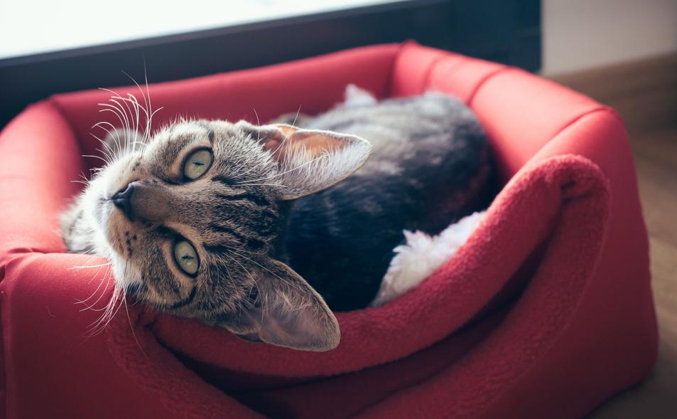 猫包有必要买侧开门的嘛,猫包是必备吗