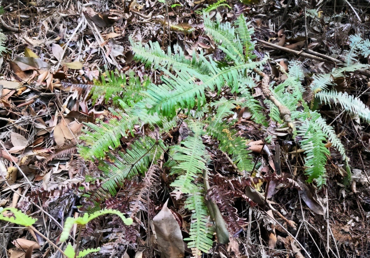 这草贼像“蜈蚣”，曾多到当柴烧，如今成了山珍