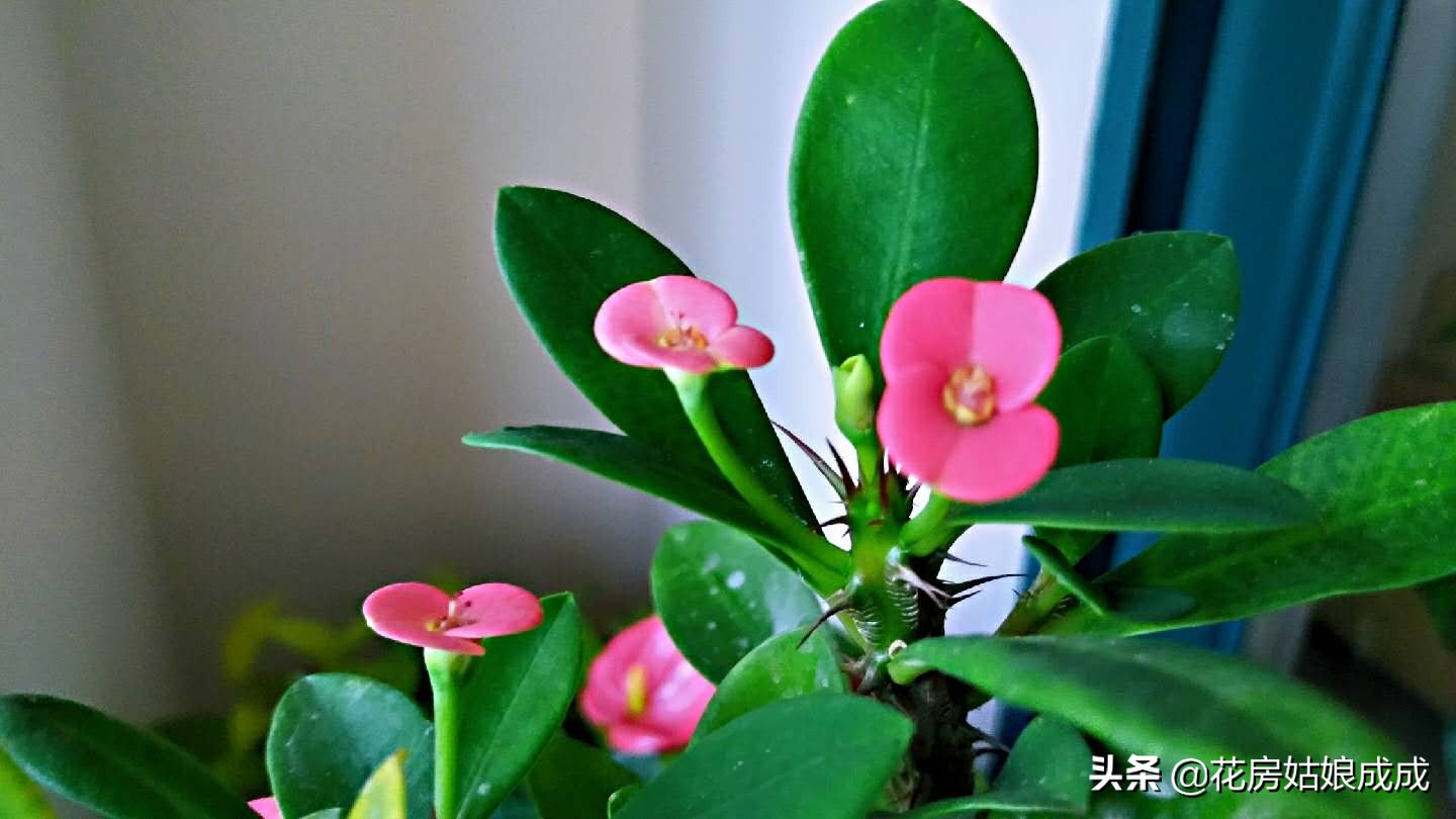 现在这个时间花黄叶是什么原因,冬天栀子花叶脉黄叶的解决办法