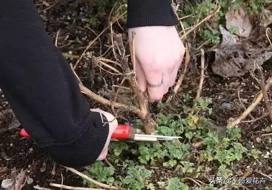 想要植物长得快怎么做,想要株型完整的树如何修剪