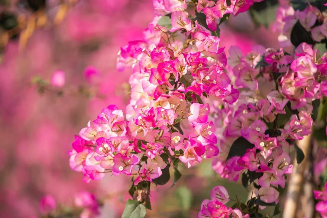 植树节再为园区添绿色,植树节赏植踏春之旅