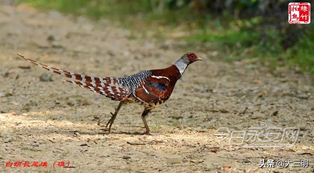 中国绿都最氧三明湿地公园,中国绿都最氧三明宁化