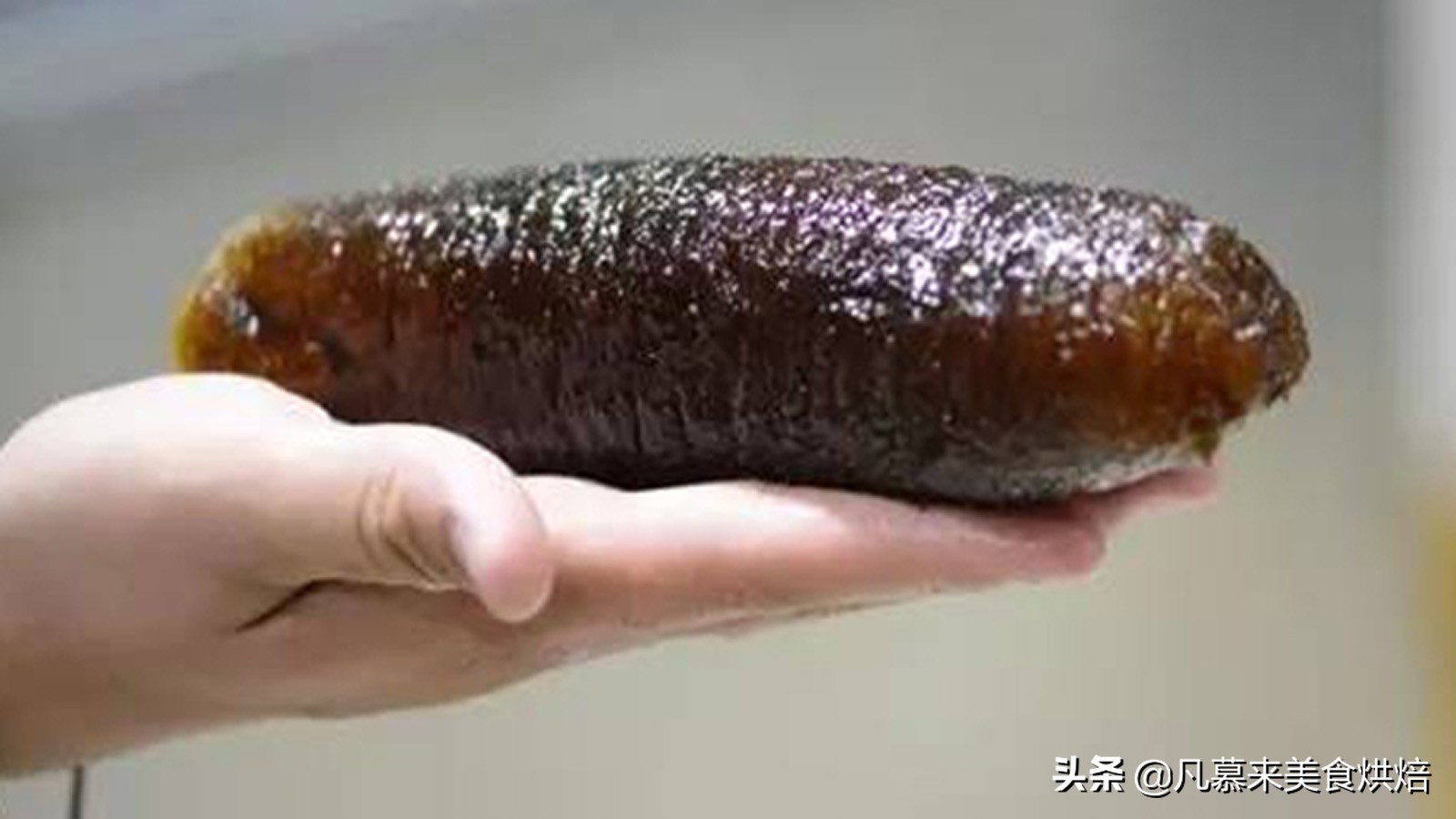 海参有多少种品种科普,海参品种齐全多种多样