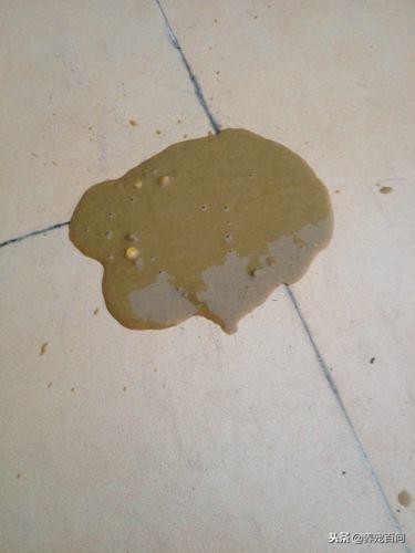 治疗狗狗拉稀呕吐的最好方法,狗狗喂了螃蟹后呕吐拉肚子