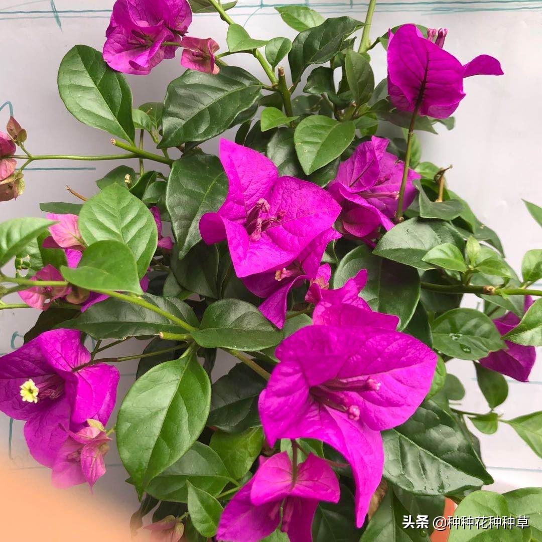 三角梅的花期是几月份至几月份,中国红三角梅花期长久吗