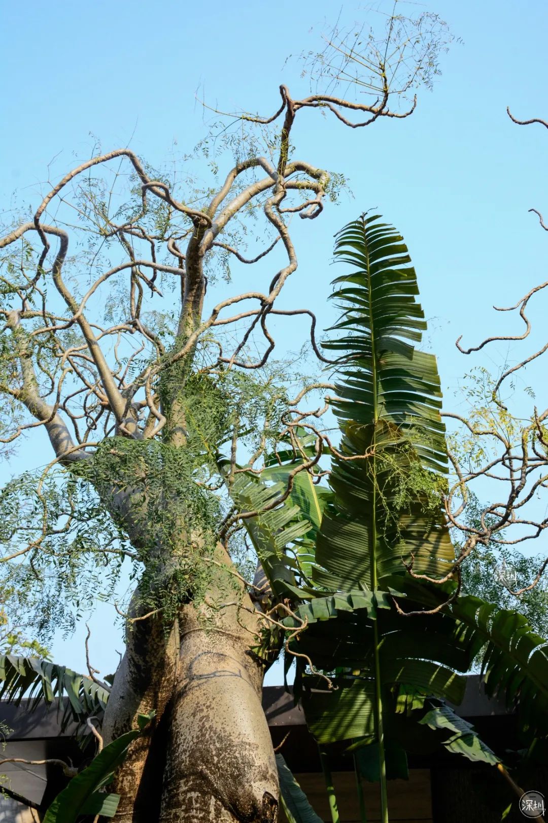 莲花山绿了没,莲花山红色景点有哪些
