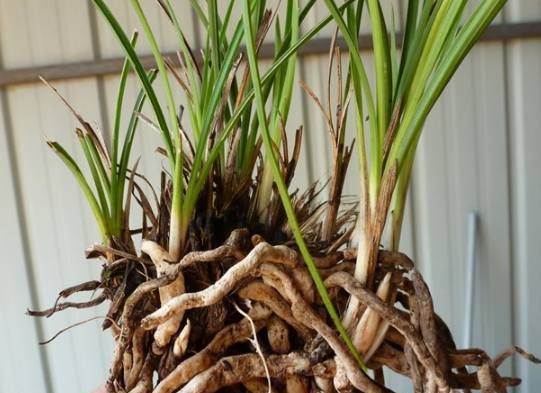 豆瓣兰养护方法,豆瓣兰深养还是浅养