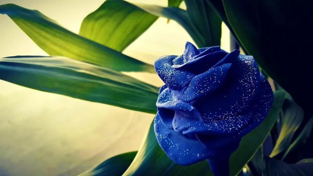 香槟玫瑰花语是什么,十一朵粉色玫瑰花语