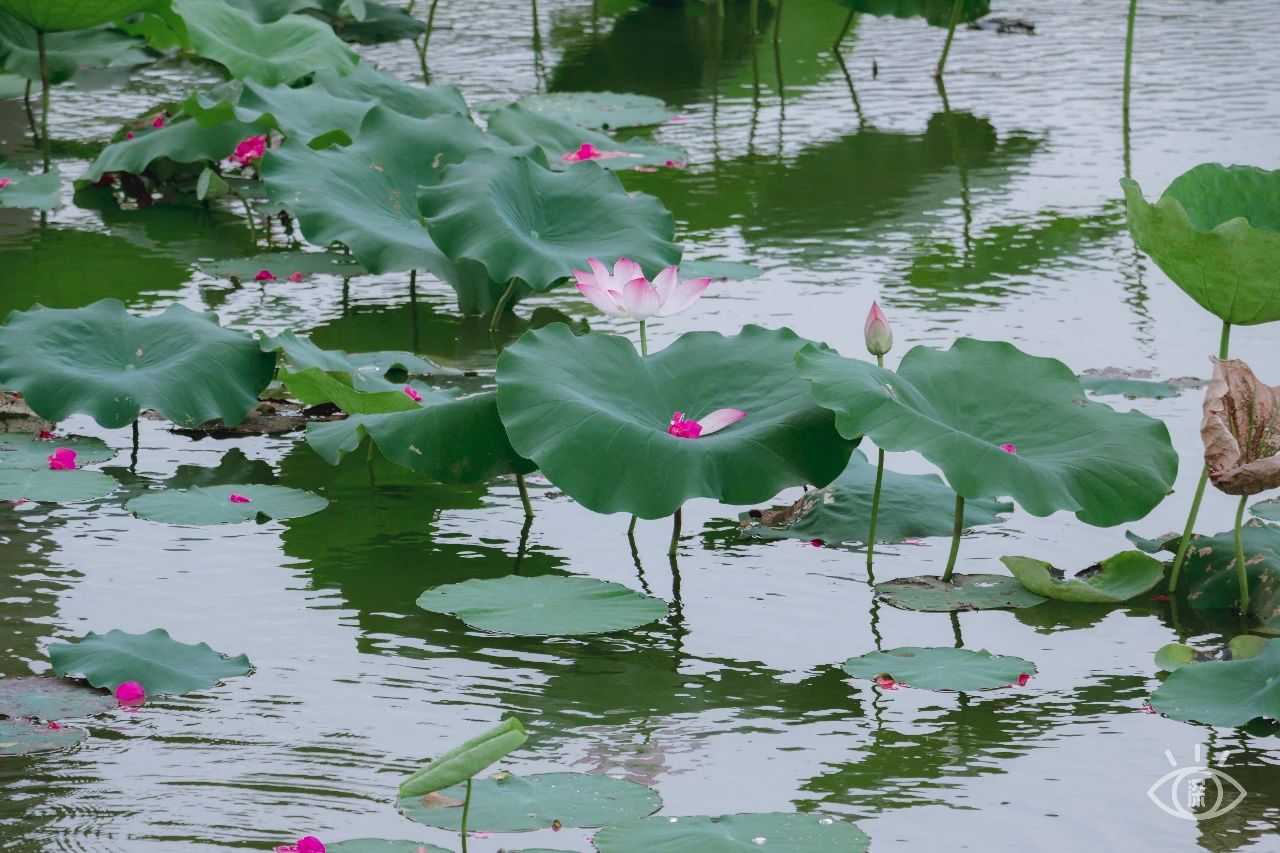 深圳洪湖公园7月18号还有荷花吗,深圳洪湖公园现在有荷花开吗
