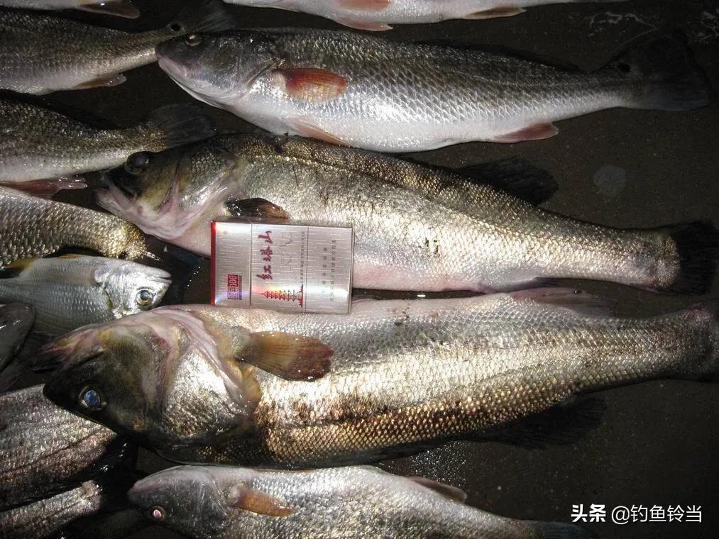 美国红鱼泛滥成灾,红鱼泛滥成灾