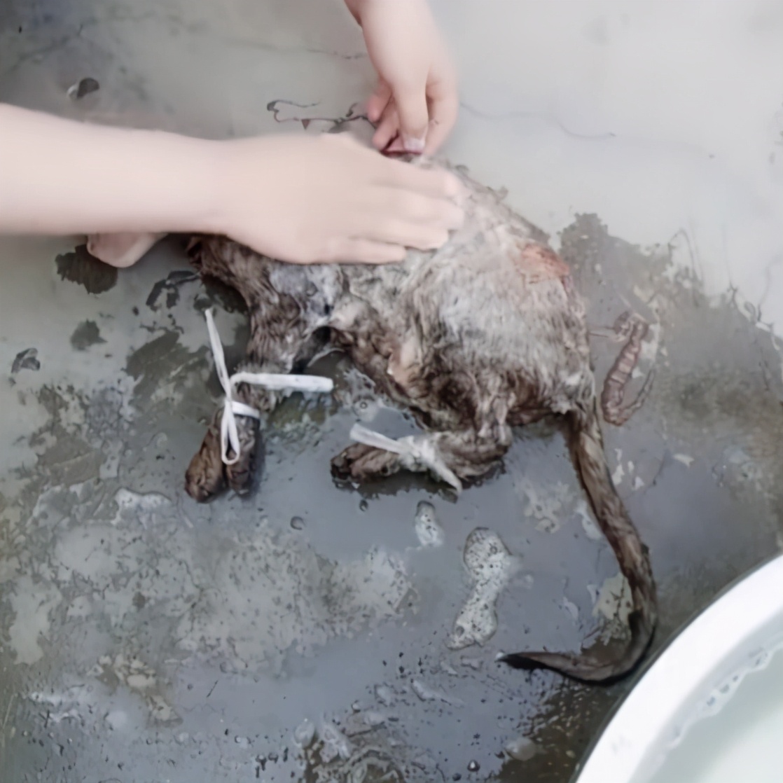 邻居在院子里洗东西,凑近后才发现是只猫:这方法还挺不错的