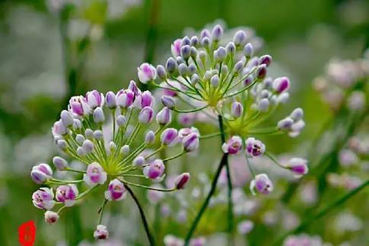 麻麻花，一种乡间野花，却成为北方人难以忘怀的佐餐美味