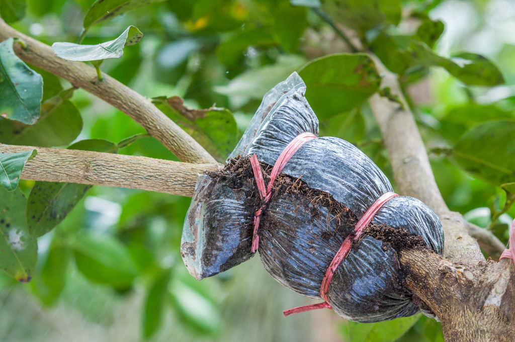 一棵果树繁殖视频,一棵果树嫁接出多种水果