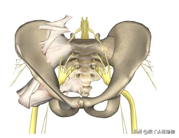 躺下腰痛时骶髂关节痛怎么处理,腰痛屁股痛脚痛是不是肾虚引起的