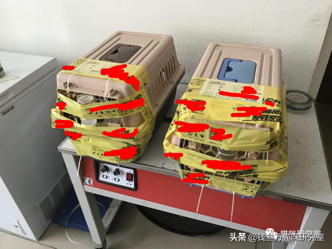 给大家介绍宠物托运的全过程,找托运宠物公司托运宠物注意什么