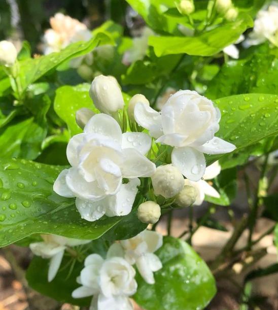 茉莉花不爆枝怎么办,茉莉花总是掉花骨朵