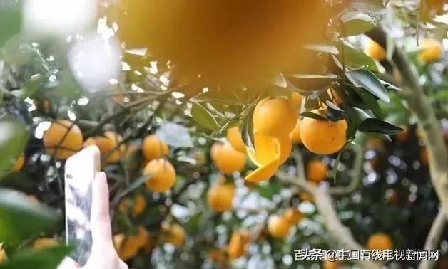 湖南麻阳长寿果冰糖橙又甜又香,麻阳冰糖橙特大果