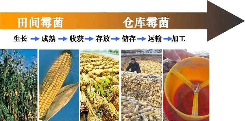 夏季来临，谨防霉菌毒素对母猪的危害？