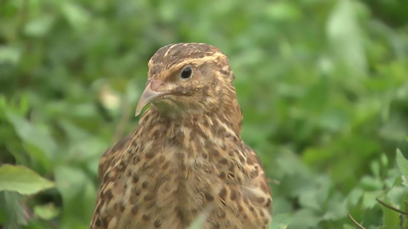 山东小伙靠养鹌鹑致富,农村大哥返乡创业养500只鸡