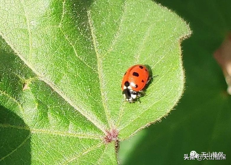 病虫情报第十一期,兵团第七师最新消息