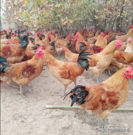 鸡感染绦虫免疫力下降吗,鸡感染寄生虫有什么症状