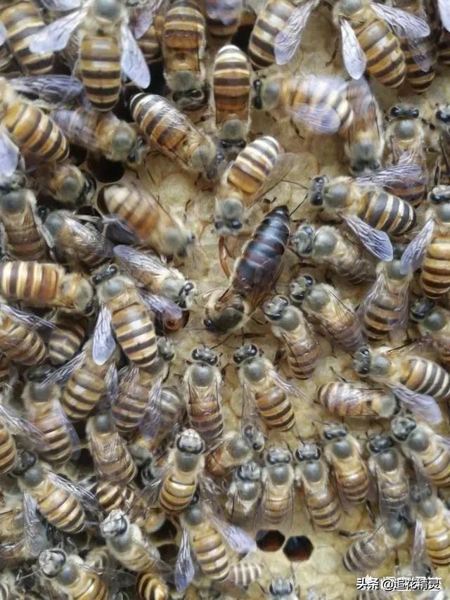 有没有蜜是蜂王的问题吧,看蜜蜂有没有王怎么看