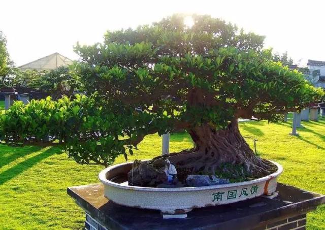 名贵植物排名前十名,十大天价的花卉