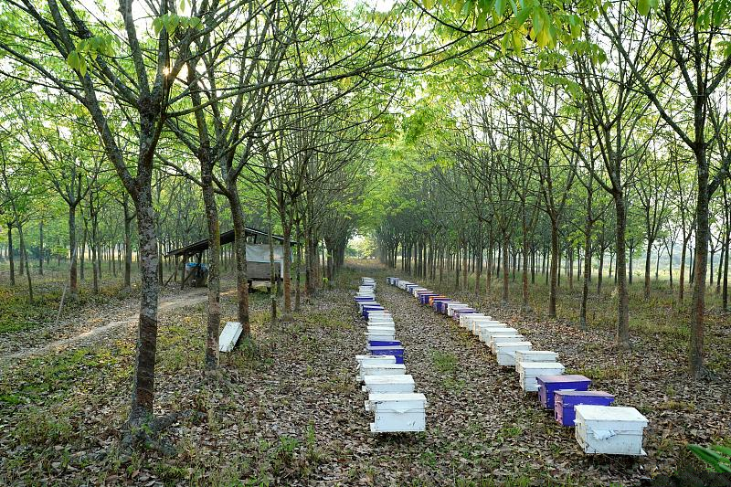 一批蜂喂多少蜜糖才能保证越冬,越冬蜂群巢温多少度最佳