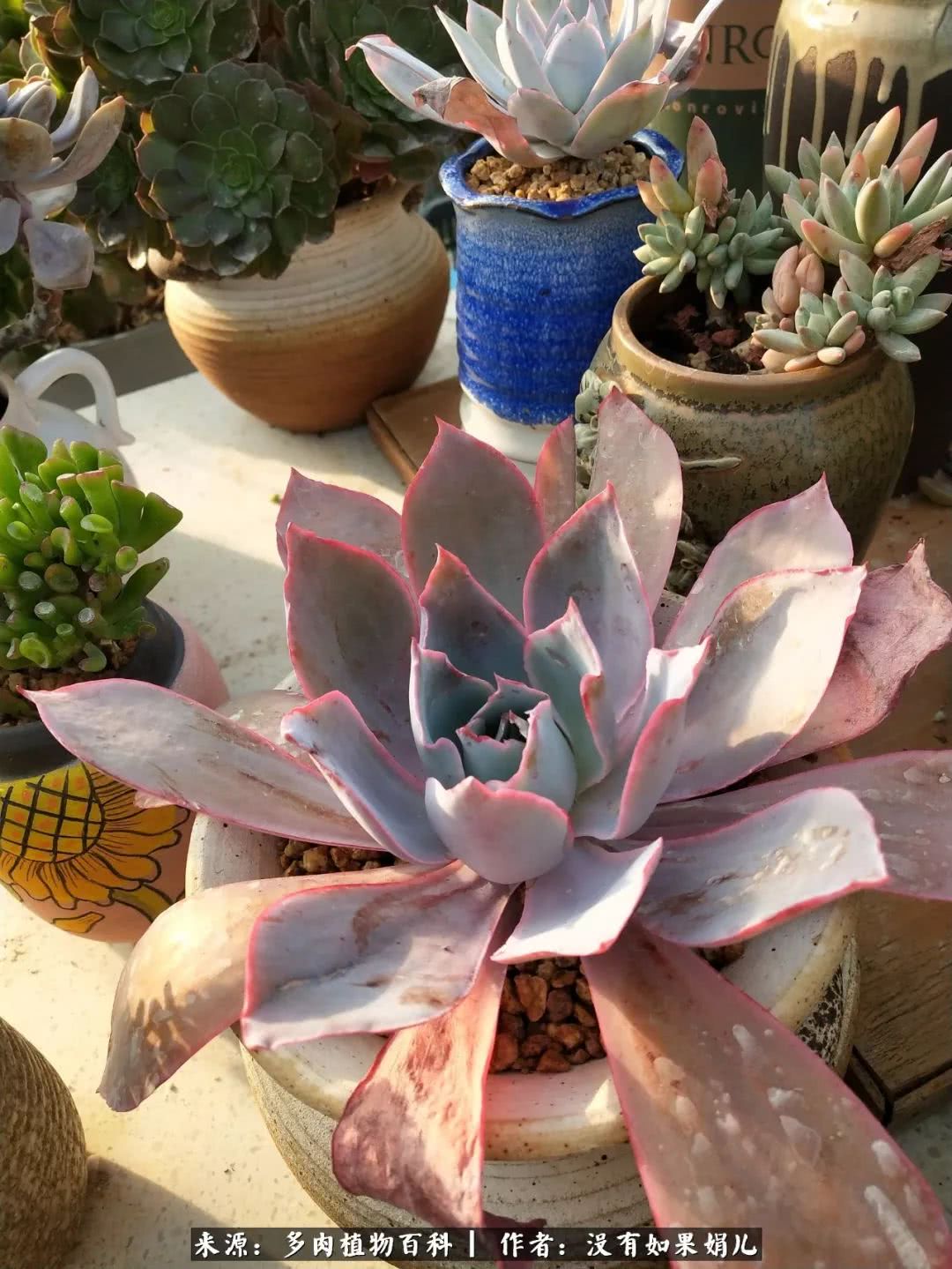 明人不说暗话，我为多肉而来！