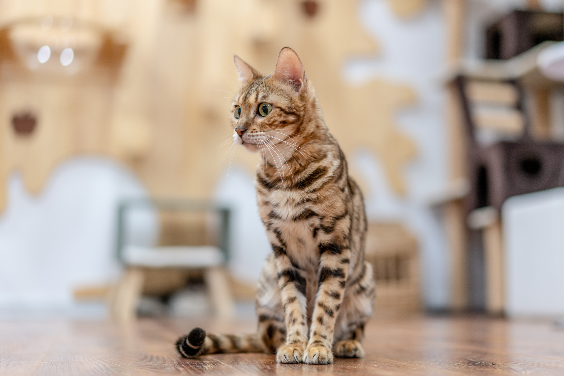 Sonnar（索纳）眼中的猫——索尼SonnarT*FE55mmF1.8ZA实拍体验