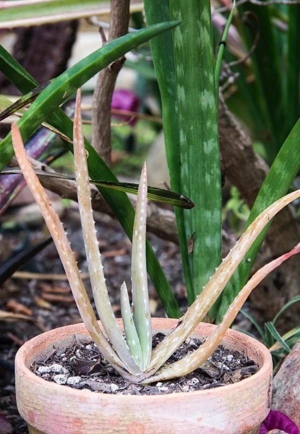 芦荟叶子变红变软可以剪掉吗,种植的芦荟为什么会发黄