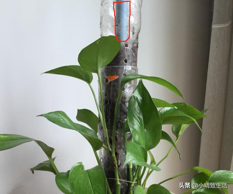 用矿泉水瓶子种绿萝,大矿泉水瓶养绿萝造型