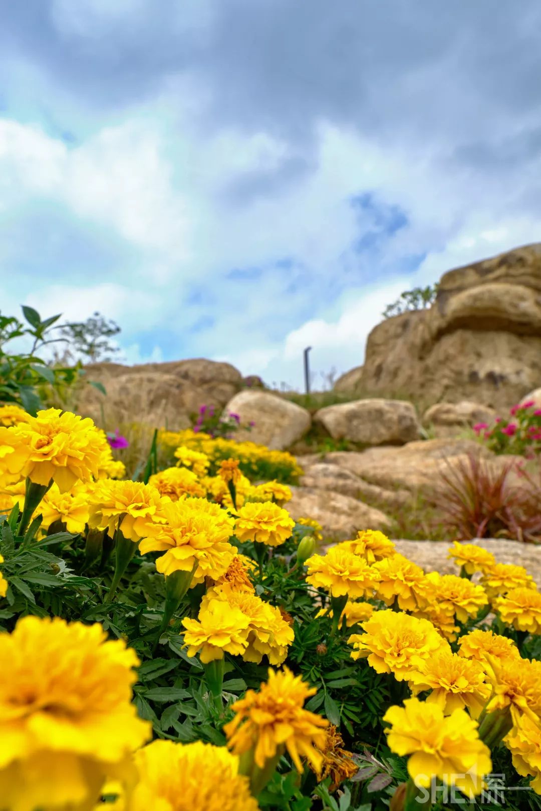 龙华新公园在哪里,深圳龙华区免费的公园