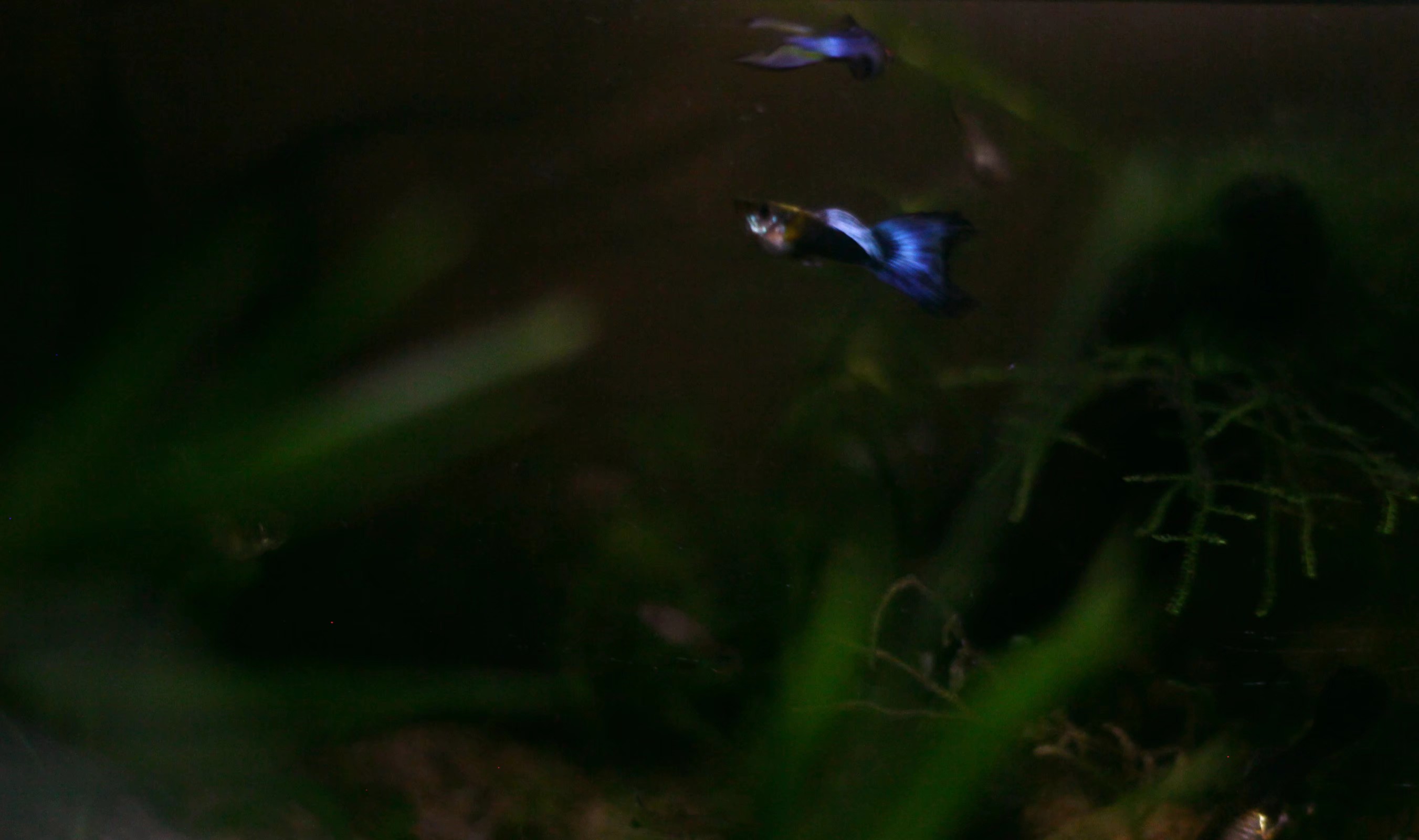 水族箱古法养鱼 (水族箱养鱼实拍分享)