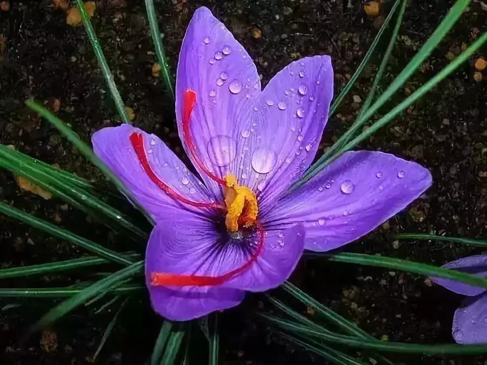 天价名贵药材,最贵的植物排行榜前十名