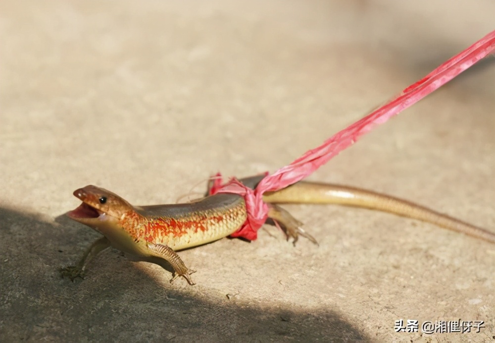 俗称“山泥鳅”,80后把它当宠物,却不知价值珍贵,如今少见了
