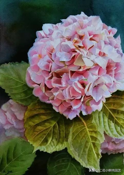 100种花卉绘画,100多张花卉线描手稿素材赶快收藏