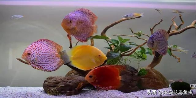 养七彩水质怎样配制成酸性水,七彩繁殖期间能换水吗