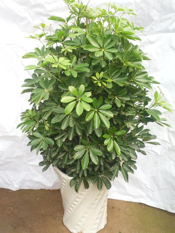 好养的盆栽花卉大全,人养花花