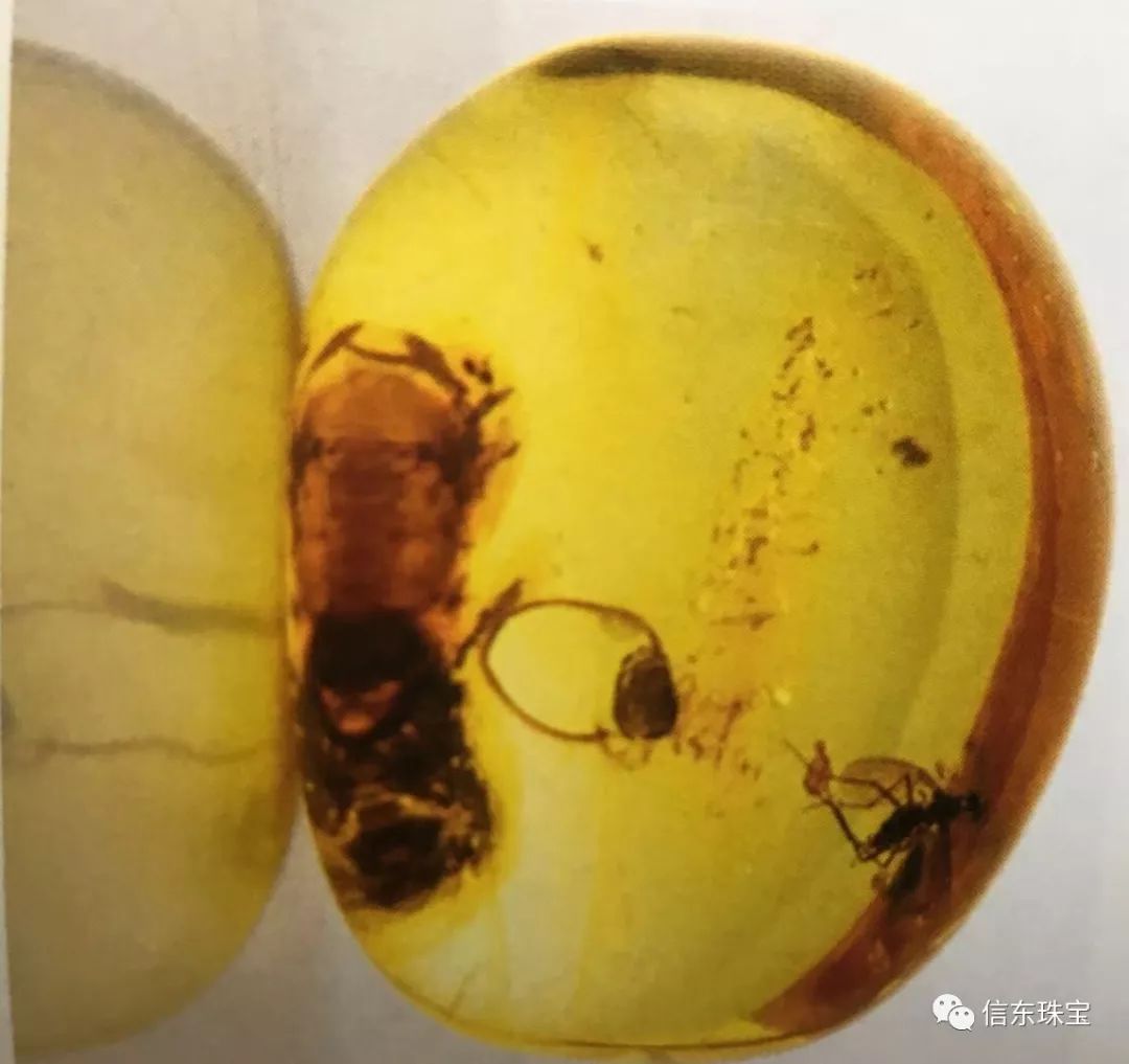 第一节是什么节,什么是琥珀呢